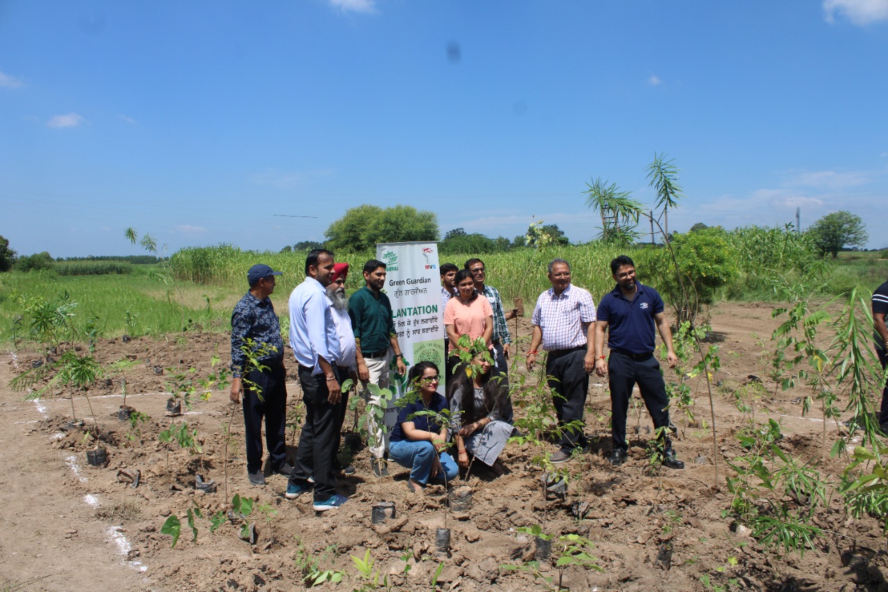 Agro-forestry Plantation